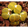 C389 - Seed